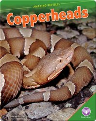 Amazing Reptiles: Copperheads