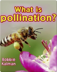 What Is Pollination?