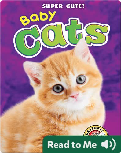 Super Cute! Baby Cats