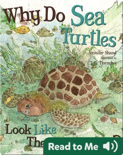 Why Do Sea Turtles Look Like They Are Crying?
