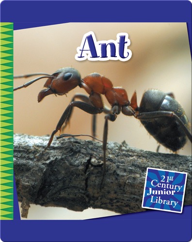 Ant