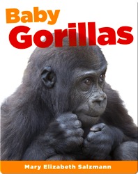 Baby Gorillas