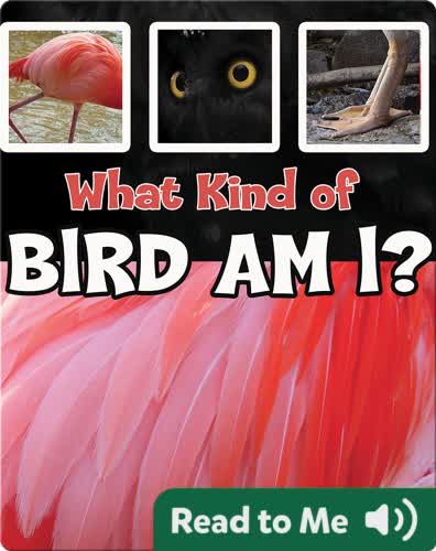 What Kind of Bird Am I?