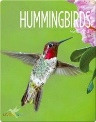 Hummingbirds