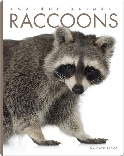 Raccoons