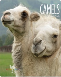 Camels