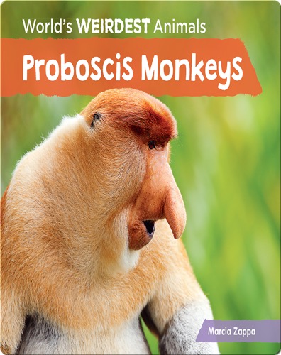 Proboscis Monkeys