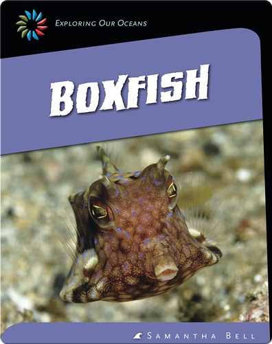 Boxfish