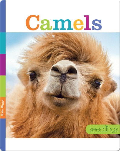 Camels