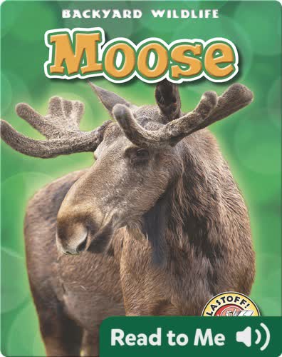 Backyard Wildlife: Moose