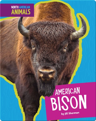 American Bison