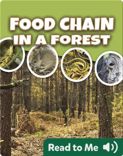 Food Chain In a Forest