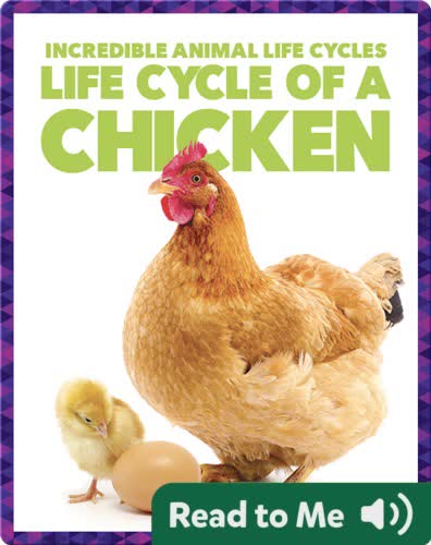 Life Cycle of a Chicken