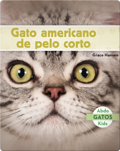 Gato americano de pelo corto