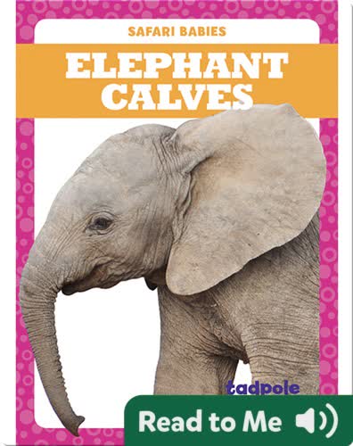Elephant Calves
