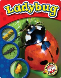 The Life Cycle of a Ladybug