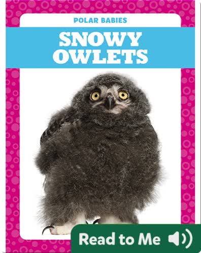 Polar Babies: Snowy Owlets