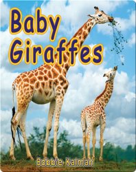 Baby Giraffes