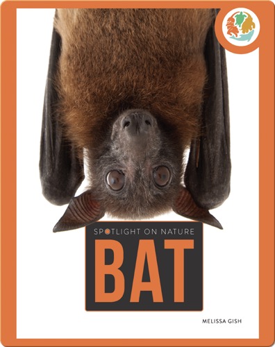 Spotlight on Nature: Bat