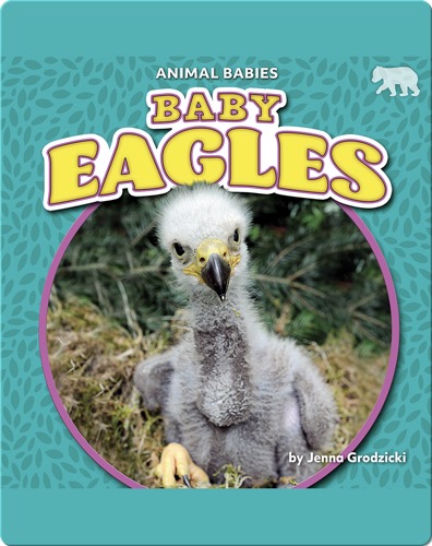 Animal Babies: Baby Eagles