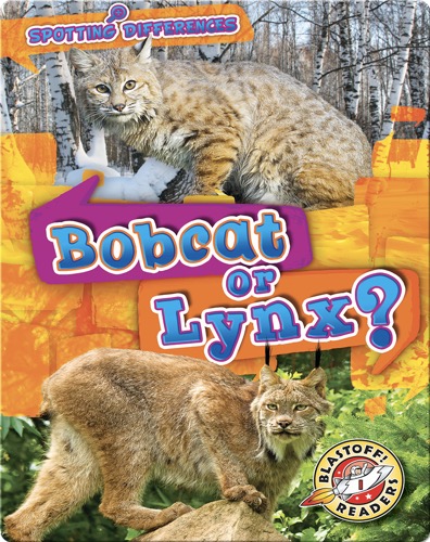 Spotting Differences: Bobcat or Lynx?
