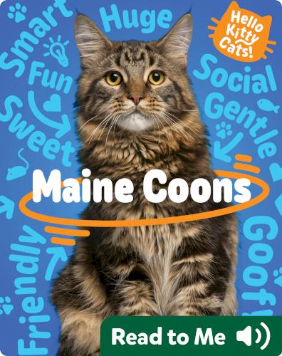 Hello Kitty Cats! Maine Coons