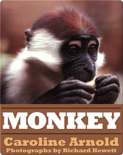 Monkey