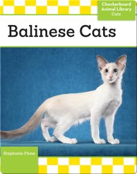 Balinese Cats