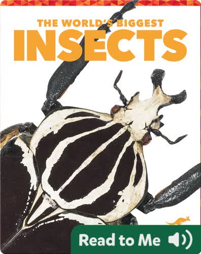The World's Biggest Insects