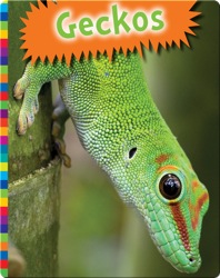 Geckos