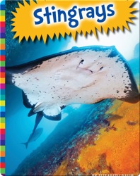 Stingrays