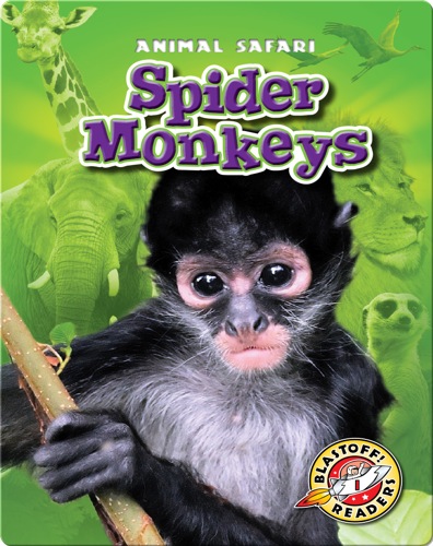 Spider Monkeys