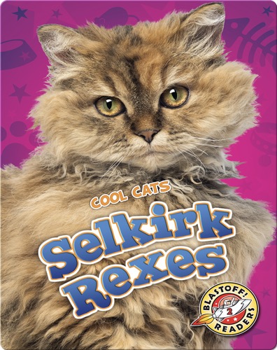 Cool Cats: Selkirk Rexes