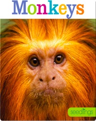 Monkeys