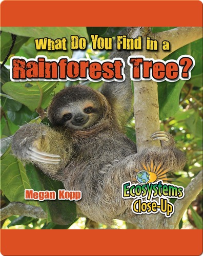 What Do You Find in a Rainforest Tree?