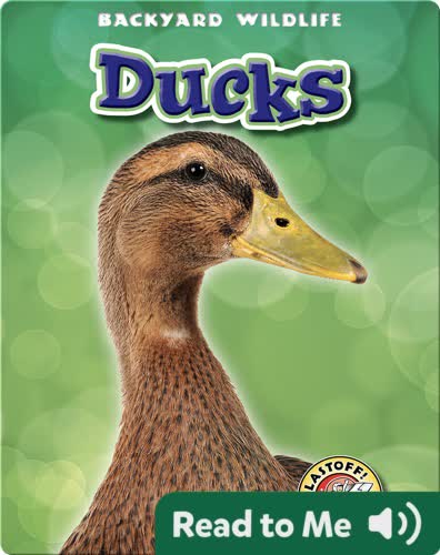 Backyard Wildlife: Ducks