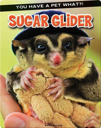 Sugar Glider
