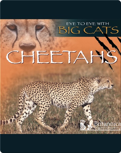 Cheetahs