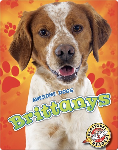 Brittanys