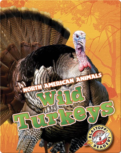 Wild Turkeys