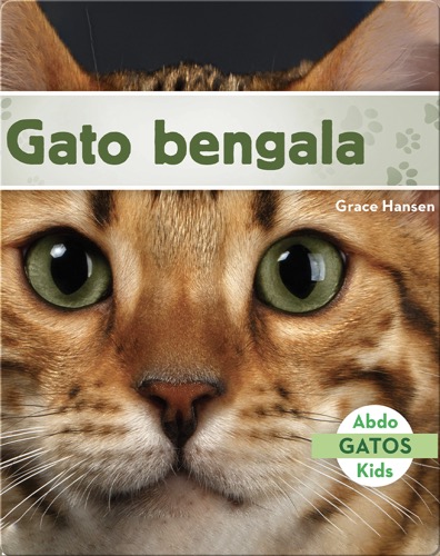 Gato bengala