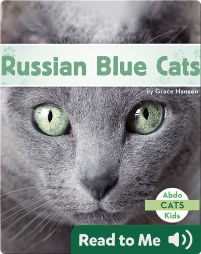 Russian Blue Cats