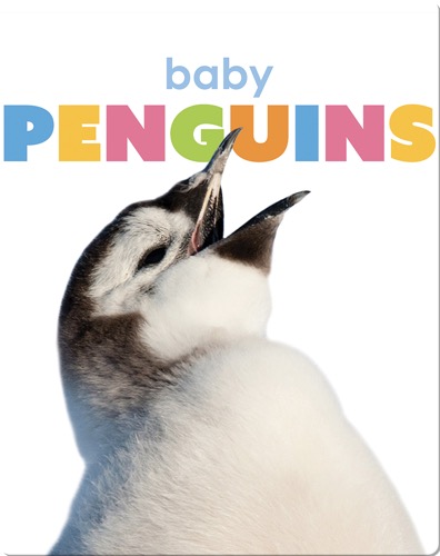 Starting Out: Baby Penguins