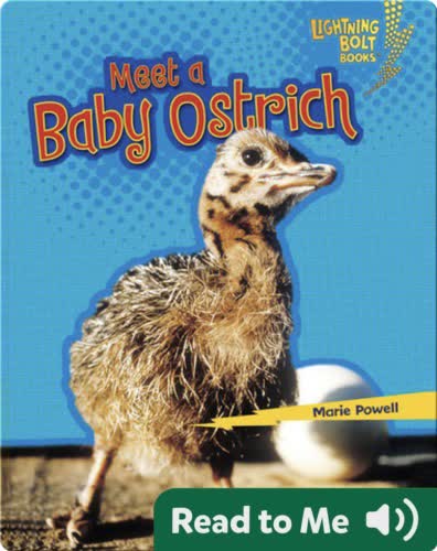 Meet a Baby Ostrich
