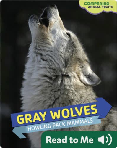 Gray Wolves: Howling Pack Mammals