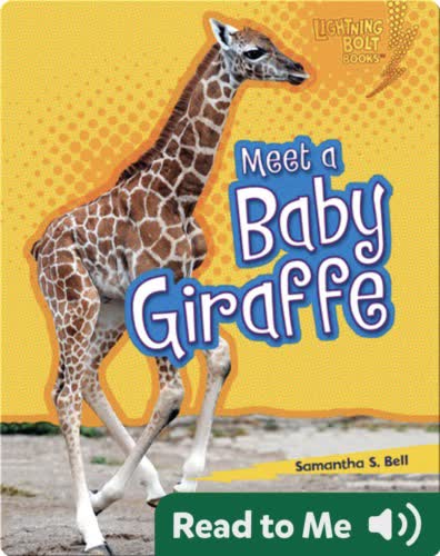 Meet a Baby Giraffe