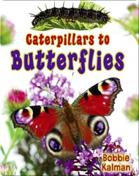Caterpillars to Butterflies