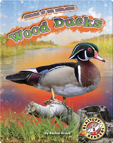 Animals of the Wetlands: Wood Ducks