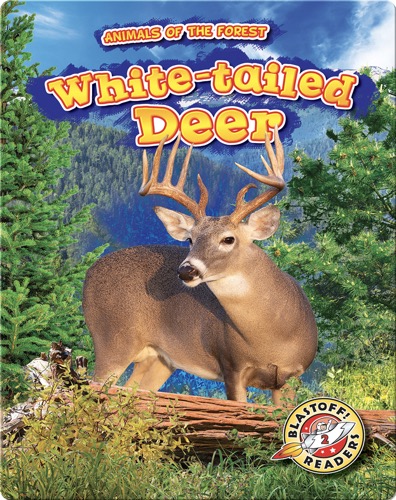 Animals of the Forest: White-tailed Deer