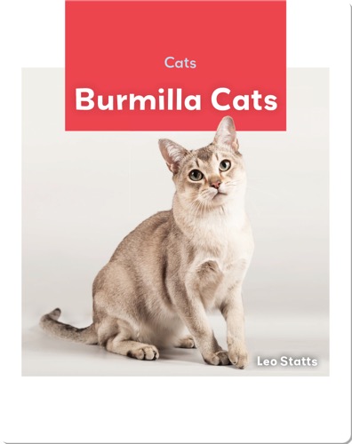 Cats: Burmilla Cats